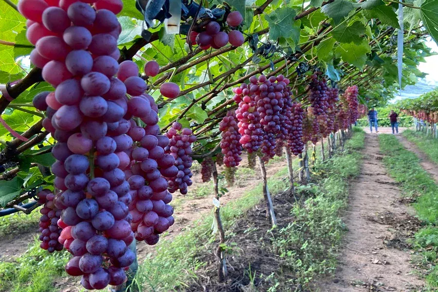 Uvas da Serra Gaúcha